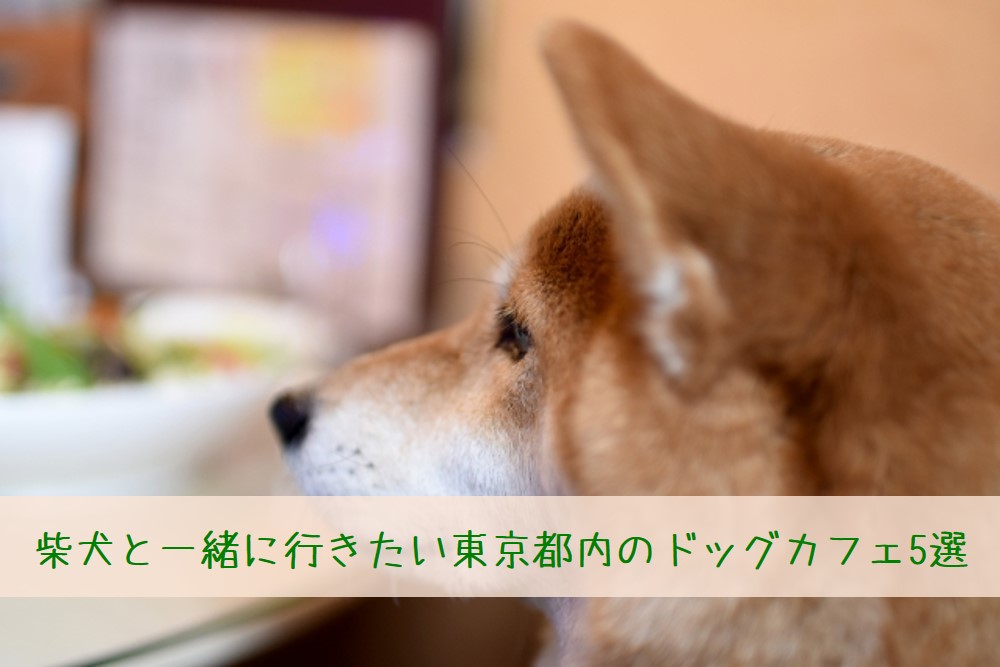柴犬と一緒に行きたい 東京都内の ドッグカフェおすすめ5選 たの柴