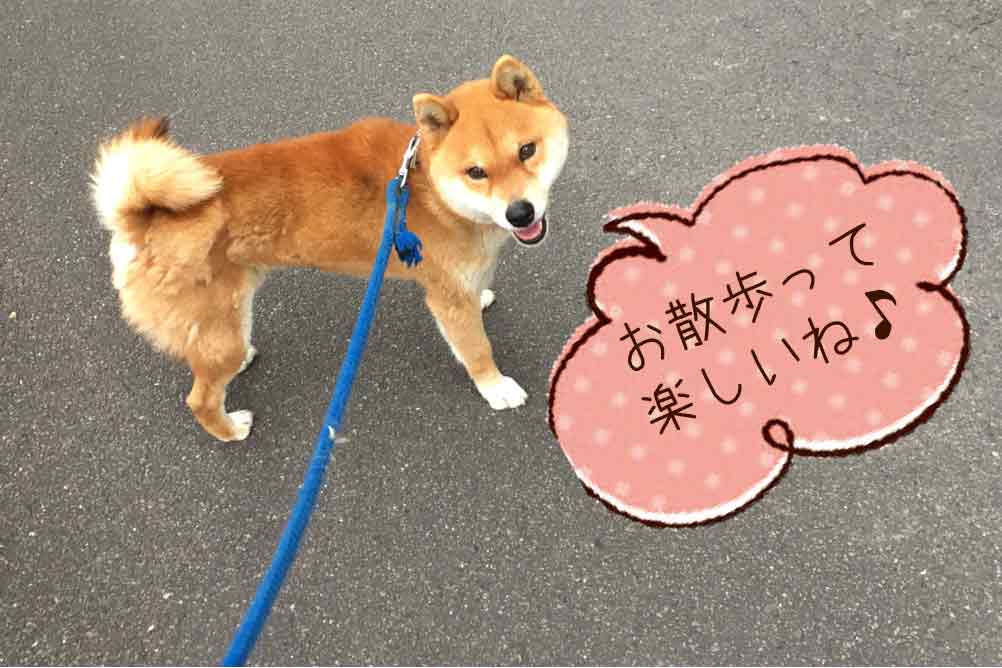 柴犬との散歩が楽しくなるお散歩のポイントと 散歩を嫌がった時の対応法 たの柴