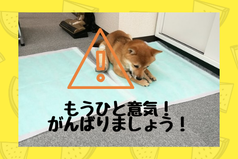室内飼いの柴犬のトイレトレーニング 効果的なトイレのしつけ方 たの柴