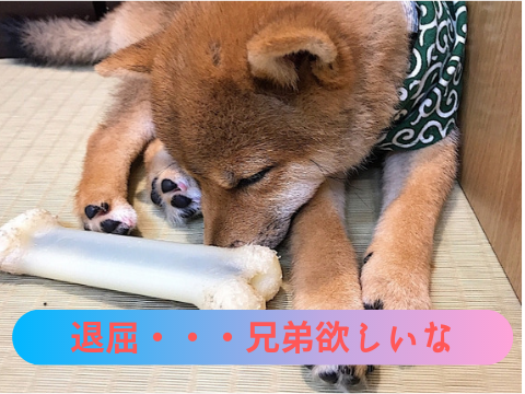 柴犬多頭飼いのすべて 相性やケージ ケンカを防ぐ仲良しの秘訣は たの柴